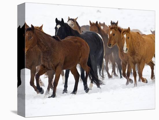 Herd of American Quarter Horses in Winter-Darrell Gulin-Premier Image Canvas