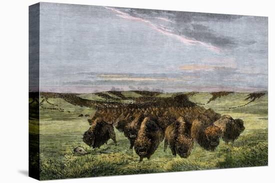 Herd of Bison Crossing a River Bottom on the Great Plains-null-Premier Image Canvas