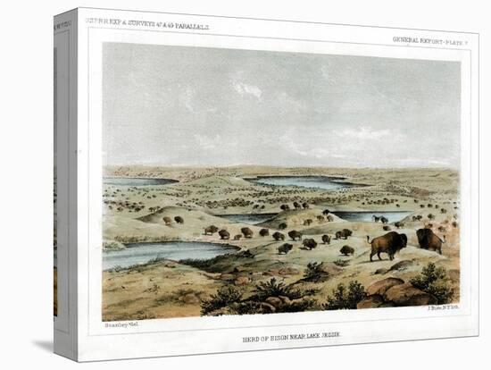 Herd of Bison Near Lake Jessie, North Dakota, USA, 1856-John Mix Stanley-Premier Image Canvas
