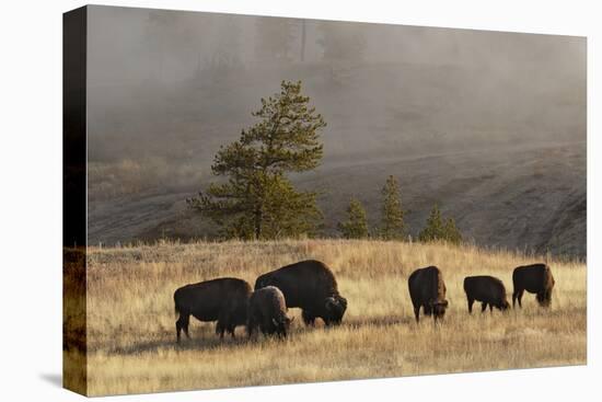 Herd of Bison, Old Faithful Geyser Upper Geyser Basin, Yellowstone National Park, Wyoming-Adam Jones-Premier Image Canvas