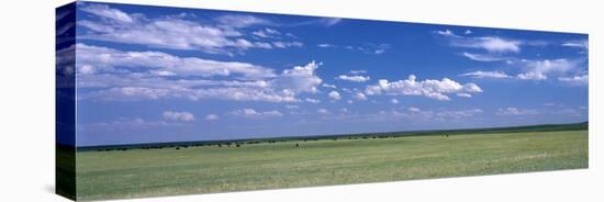 Herd of Bison on Prairie Cheyenne Wy USA-null-Stretched Canvas