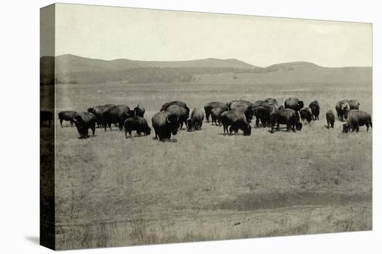 Herd of Buffalo Grazing-null-Premier Image Canvas