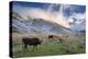 Herd of Cows in a Pasture in the Mountains. Autumn Landscape with the First Snow. Mountain Shkhara-Kotenko-Premier Image Canvas