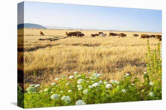 Herd of Cows, National Park of Ichkeul, Bizerte Province, Tunisia, North Africa-Nico Tondini-Premier Image Canvas