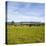 Herd of Cows on Farmland on the West Coast, South Island, New Zealand, Pacific-Matthew Williams-Ellis-Premier Image Canvas