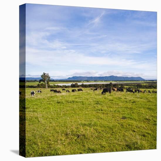 Herd of Cows on Farmland on the West Coast, South Island, New Zealand, Pacific-Matthew Williams-Ellis-Premier Image Canvas