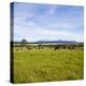 Herd of Cows on Farmland on the West Coast, South Island, New Zealand, Pacific-Matthew Williams-Ellis-Premier Image Canvas