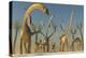 Herd of Diplodocus Dinosaurs-null-Stretched Canvas