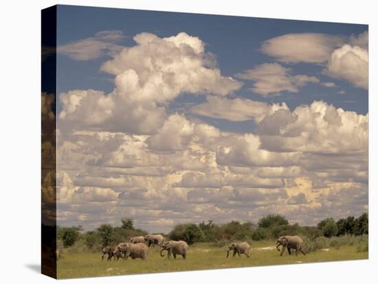 Herd of Elephants, Etosha National Park, Namibia-Walter Bibikow-Premier Image Canvas