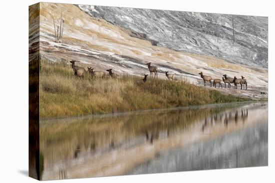 Herd of Elk and Reflection, Canary Spring, Yellowstone National Park, Wyoming-Adam Jones-Premier Image Canvas