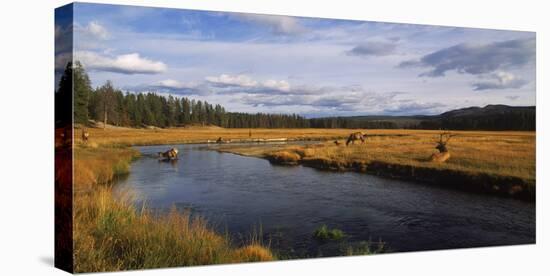 Herd of Elk (Cervus canadensis) at riverbank, Yellowstone National Park, Wyoming, USA-Panoramic Images-Premier Image Canvas