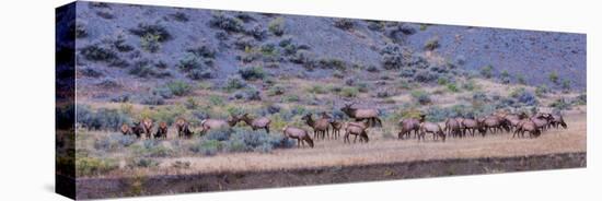 Herd of Elk (Cervus Canadensis) Walking in a Forest, Yellowstone National Park, Wyoming, USA-null-Premier Image Canvas