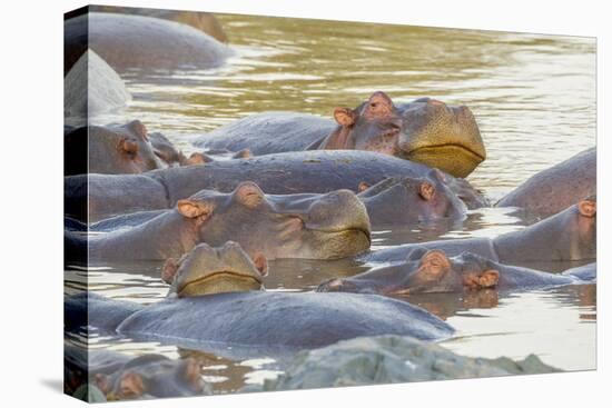 Herd of Hippos Grouped Together, Resting in Water, Sleeping-James Heupel-Premier Image Canvas