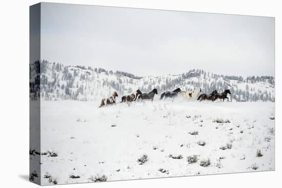 Herd of Horses (Equus Ferus Caballus), Montana, United States of America, North America-Janette Hil-Premier Image Canvas