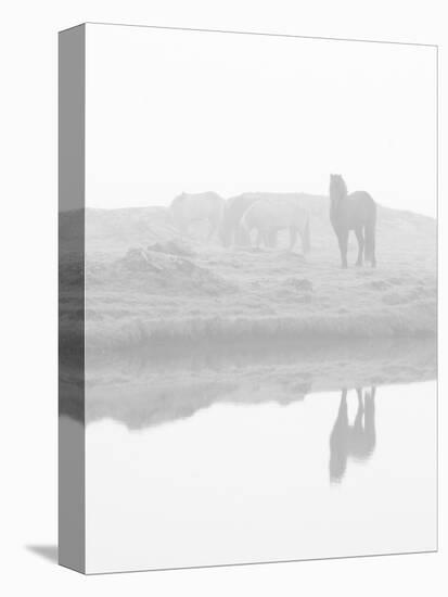 Herd of Horses in the Mist, Iceland-Nadia Isakova-Premier Image Canvas