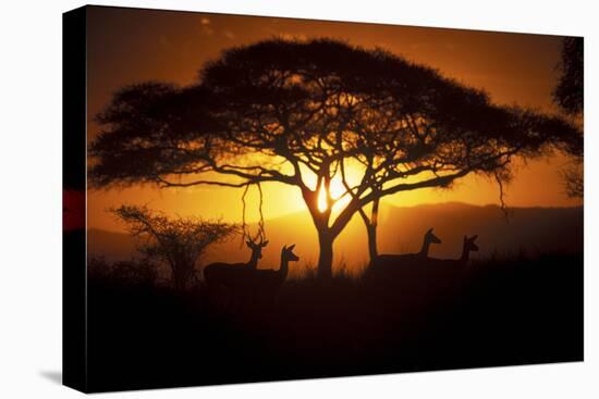 Herd Of Impala (Aepyceros Melampus) Silhouetted At Sunset, Ngorongoro Conservation Area, Tanzania-Juan Carlos Munoz-Premier Image Canvas