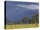 Herd of male Impala, Lake Nakuru, Lake Nakuru National Park, Kenya-Adam Jones-Premier Image Canvas