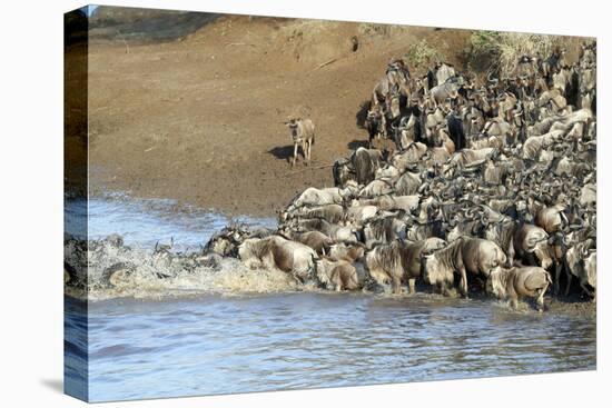 Herd of migrating wildebeest (Connochaetes taurinus) crossing Mara River, Masai Mara Game Reserve, -null-Premier Image Canvas
