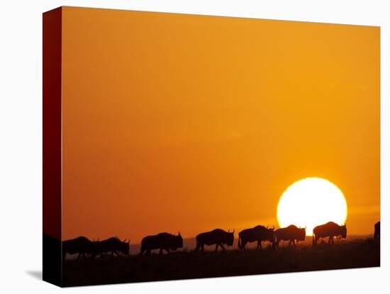 Herd of migrating Wildebeest-Paul Souders-Premier Image Canvas