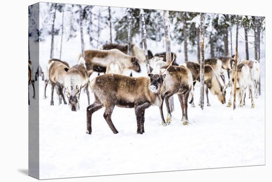 Herd of reindeer in the arctic forest during a winter snowfall, Lapland, Sweden, Scandinavia-Roberto Moiola-Premier Image Canvas