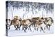 Herd of reindeer in the arctic forest during a winter snowfall, Lapland, Sweden, Scandinavia-Roberto Moiola-Premier Image Canvas