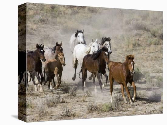 Herd of Wild Horses, Cantering Across Sagebrush-Steppe, Adobe Town, Wyoming, USA-Carol Walker-Premier Image Canvas