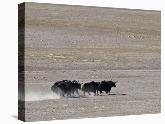 Herd of Wild Yaks Running across the Chang Tang Nature Reserve of Central Tibet., December 2006-George Chan-Premier Image Canvas