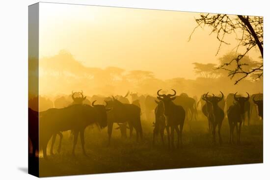 Herd of Wildebeests Silhouetted in Golden Dust, Ngorongoro, Tanzania-James Heupel-Premier Image Canvas