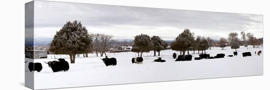 Herd of Yaks (Bos Grunniens) on Snow Covered Landscape, Taos County, New Mexico, Usa-null-Premier Image Canvas