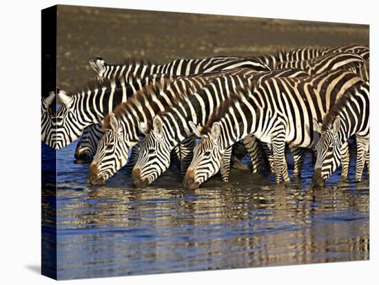 Herd of Zebras Drinking Water, Ngorongoro Conservation Area, Arusha Region-null-Premier Image Canvas