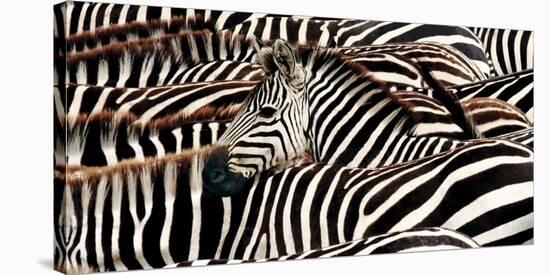 Herd of zebras-Pangea Images-Stretched Canvas