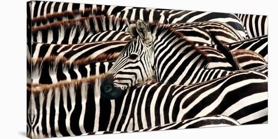 Herd of zebras-Pangea Images-Stretched Canvas