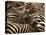 Herd of Zebras-John Conrad-Premier Image Canvas