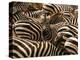 Herd of Zebras-John Conrad-Premier Image Canvas