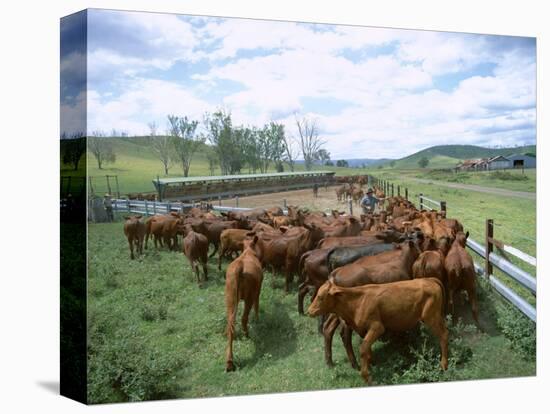 Herding Beef Cattle, Cattle Station, Queensland, Australia-Mark Mawson-Premier Image Canvas