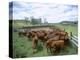 Herding Beef Cattle, Cattle Station, Queensland, Australia-Mark Mawson-Premier Image Canvas