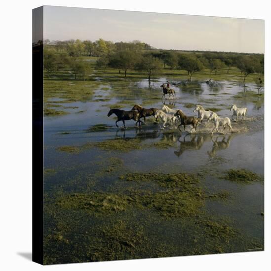 Herding Horses, Argentina-null-Premier Image Canvas