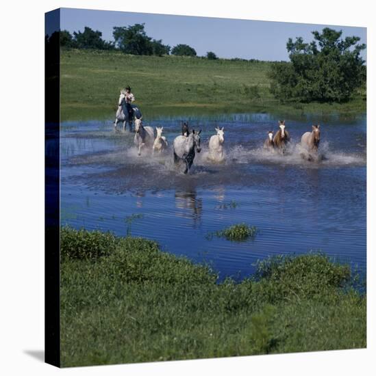 Herding Horses, Argentina-null-Premier Image Canvas