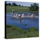 Herding Horses, Argentina-null-Premier Image Canvas