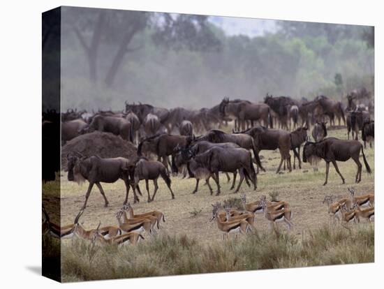 Herds of Gazelle, Zebra, Wildebeest, Topi, Masai Mara Game Reserve, Kenya-Art Wolfe-Premier Image Canvas