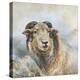 Herdwick Sheep-Dina Perejogina-Stretched Canvas