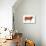 Hereford Bull, Beef Cattle, Mammals-Encyclopaedia Britannica-Stretched Canvas displayed on a wall