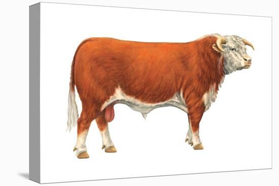 Hereford Bull, Beef Cattle, Mammals-Encyclopaedia Britannica-Stretched Canvas