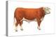 Hereford Bull, Beef Cattle, Mammals-Encyclopaedia Britannica-Stretched Canvas