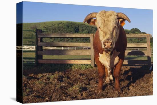 Hereford Bull-DLILLC-Premier Image Canvas