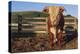 Hereford Bull-DLILLC-Premier Image Canvas