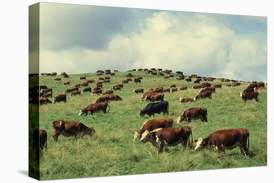 Hereford Cattle Grazing on Hill-James Randklev-Premier Image Canvas