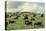 Hereford Cattle Grazing on Hill-James Randklev-Premier Image Canvas