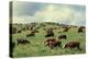 Hereford Cattle Grazing on Hill-James Randklev-Premier Image Canvas