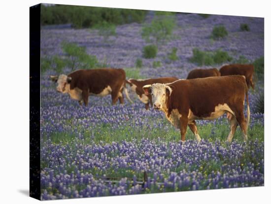 Hereford Cattle in Meadow of Bluebonnets, Texas Hill Country, Texas, USA-Adam Jones-Premier Image Canvas